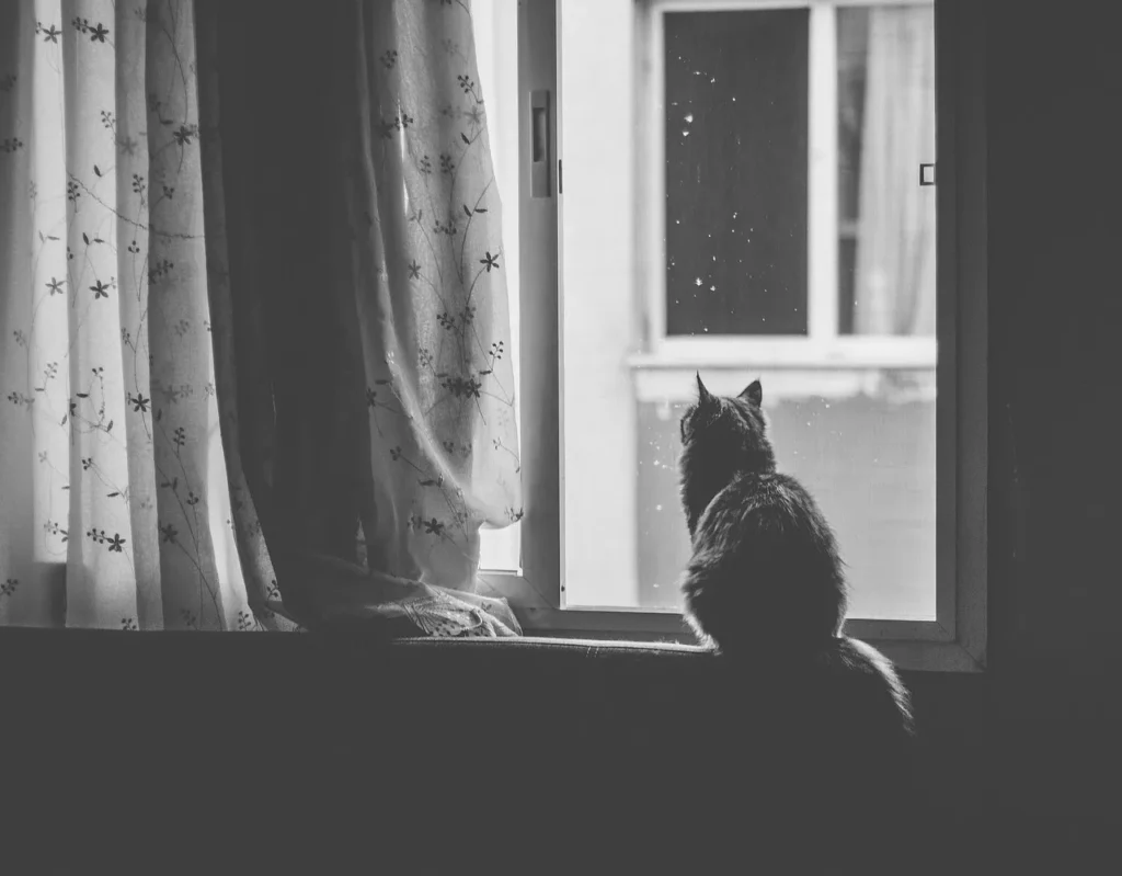 Cat sitting beside a curtained window